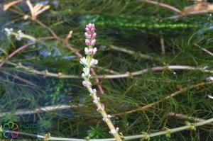 myriophyllum spicatum (4)